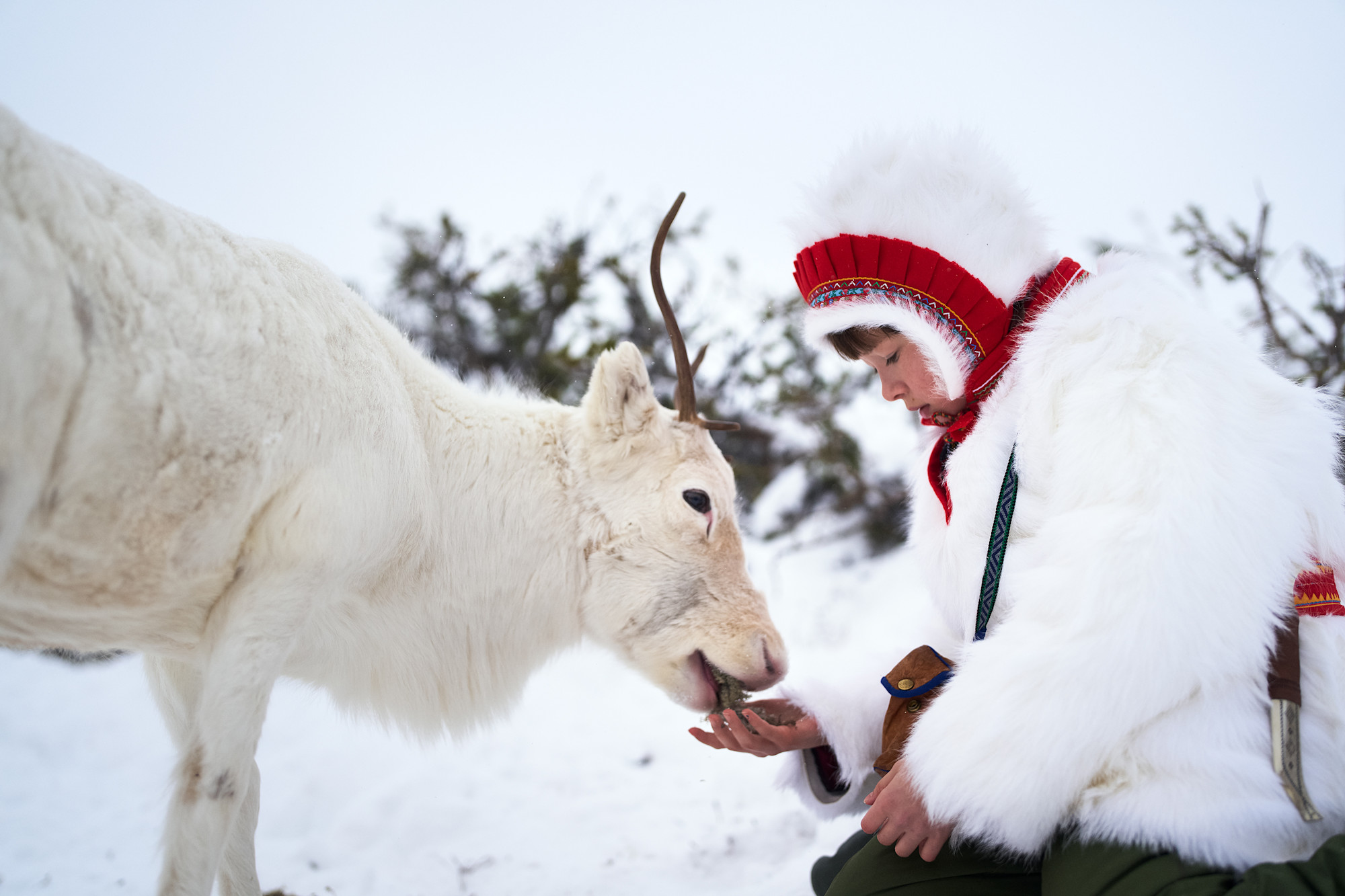 Film still from the adaptation of Ann-Helén Laestadius's Stolen featuring a Sámi child feeding a white reindeer before a snowy background.
