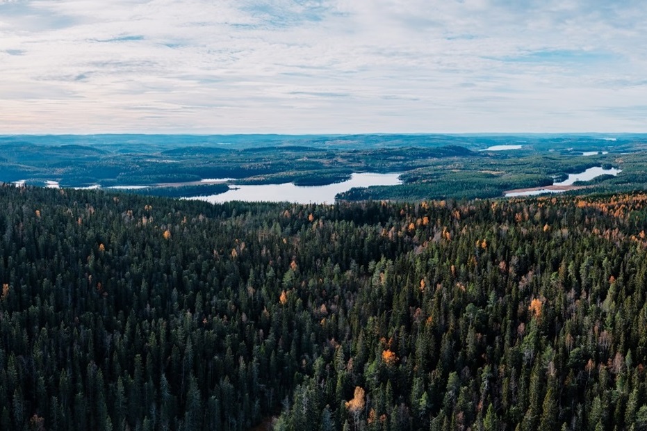 Aerial view of a forest with a lake in the distance.