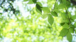 Leaves in Dappled light.