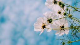 Spring flowers seen against a cloudy sky