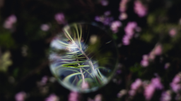 Heather viewed through bubble