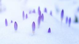 Blooms peering up through the snow