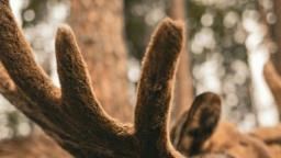 Close-up of antlers