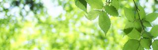 close up of birch leaves in dappled light