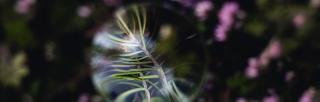 A drop of water magnifies a heather plant