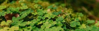 Close up of patch of grass with clovers by Maureen Eijpe